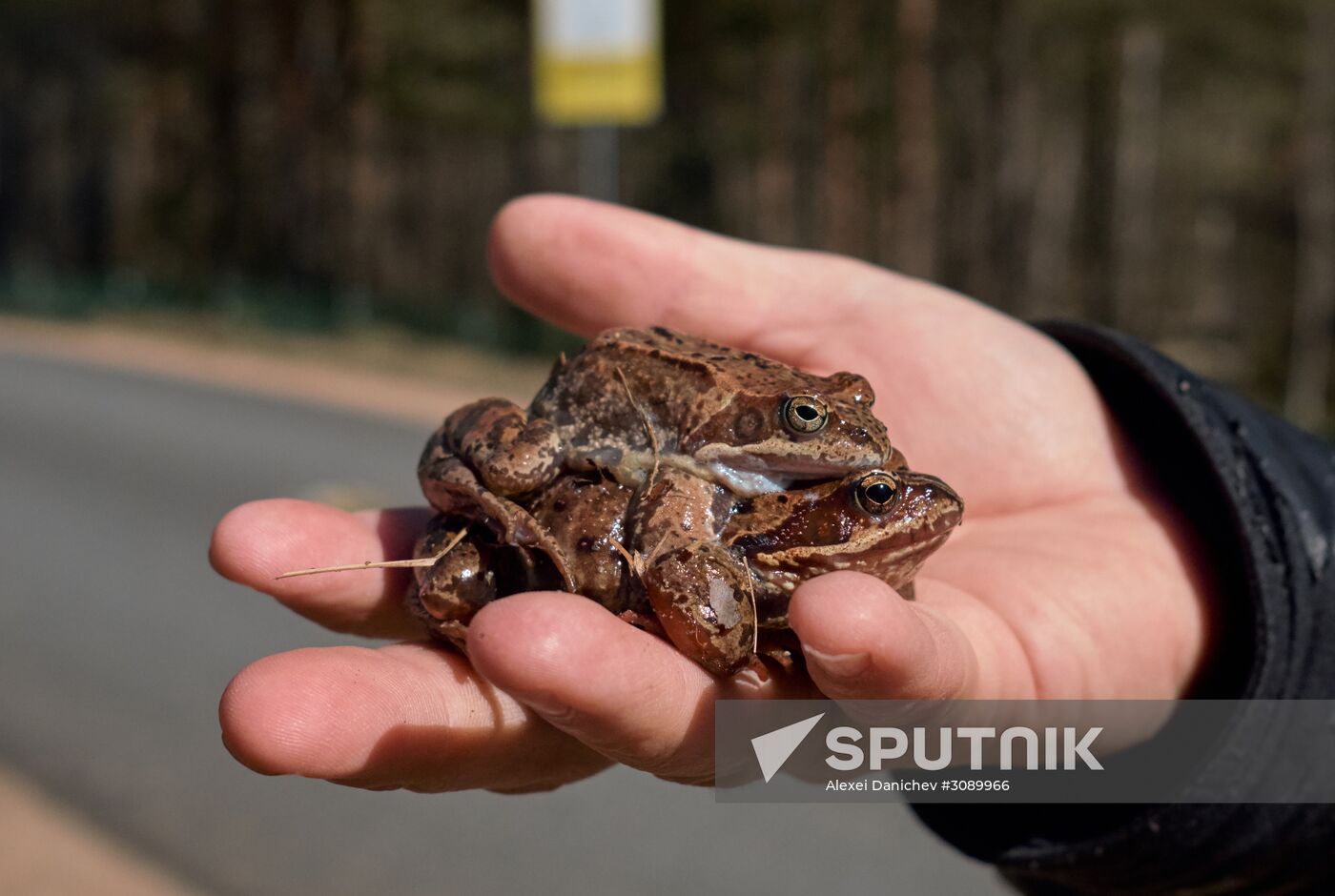 Toads rescue campaign in St. Petersburg