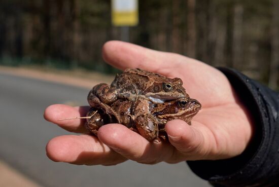 Toads rescue campaign in St. Petersburg