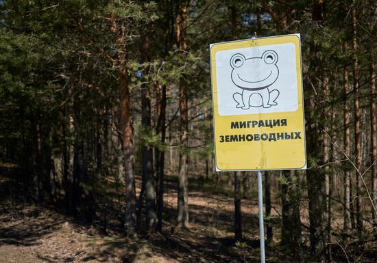Toads rescue campaign in St. Petersburg
