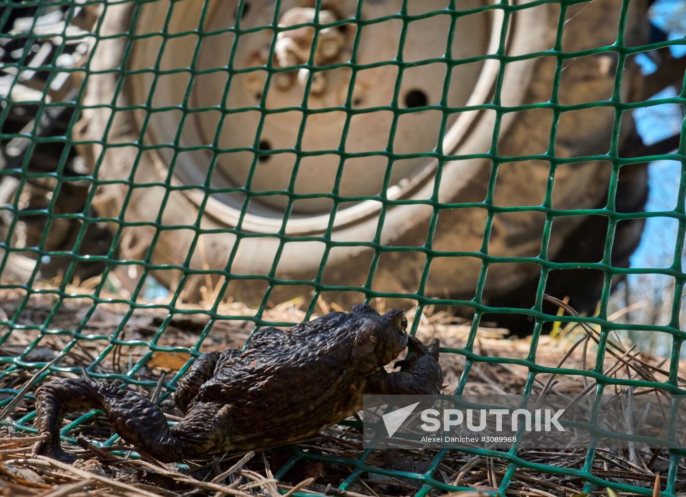 Toads rescue campaign in St. Petersburg