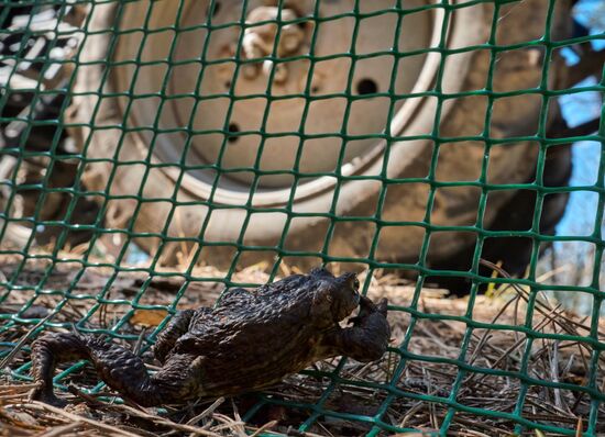 Toads rescue campaign in St. Petersburg