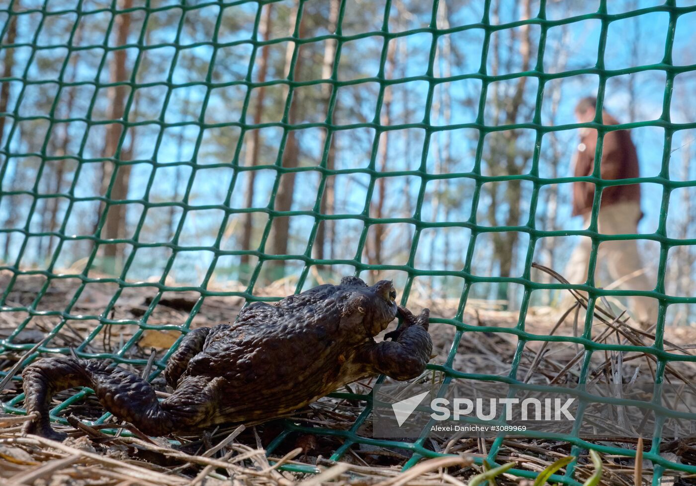 Toads rescue campaign in St. Petersburg