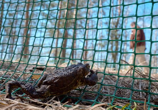 Toads rescue campaign in St. Petersburg