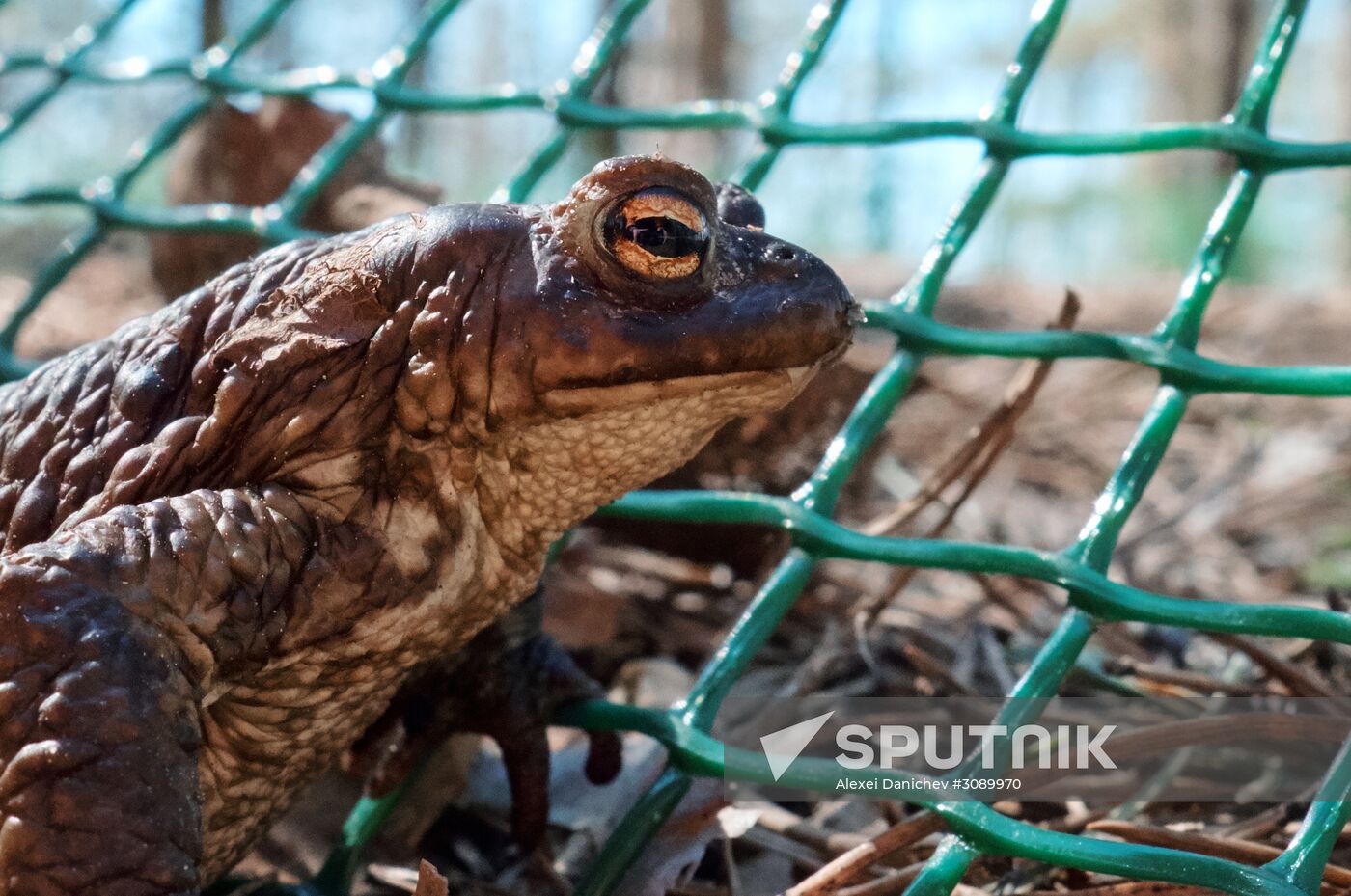 Toads rescue campaign in St. Petersburg