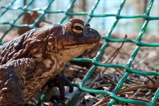 Toads rescue campaign in St. Petersburg