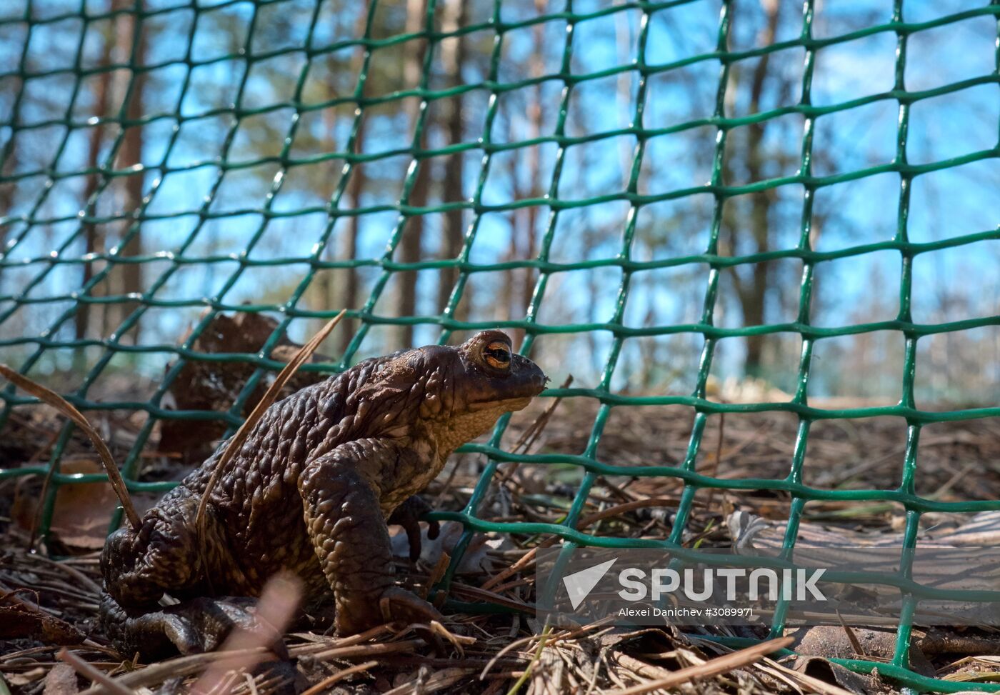 Toads rescue campaign in St. Petersburg