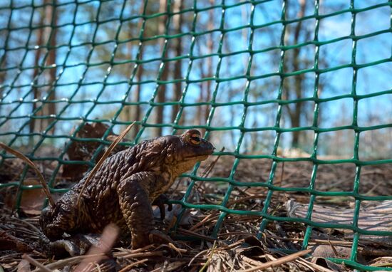 Toads rescue campaign in St. Petersburg