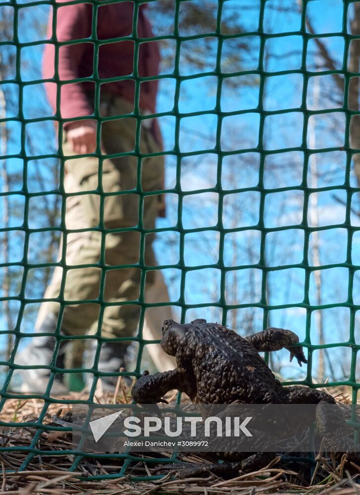 Toads rescue campaign in St. Petersburg