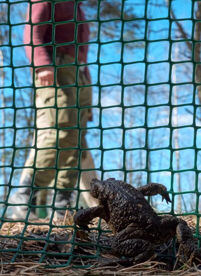 Toads rescue campaign in St. Petersburg