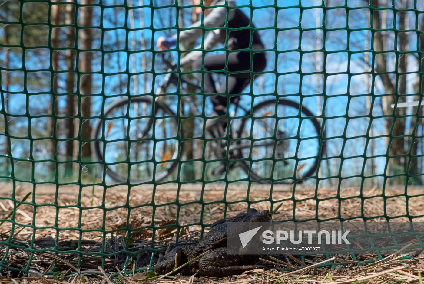 Toads rescue campaign in St. Petersburg