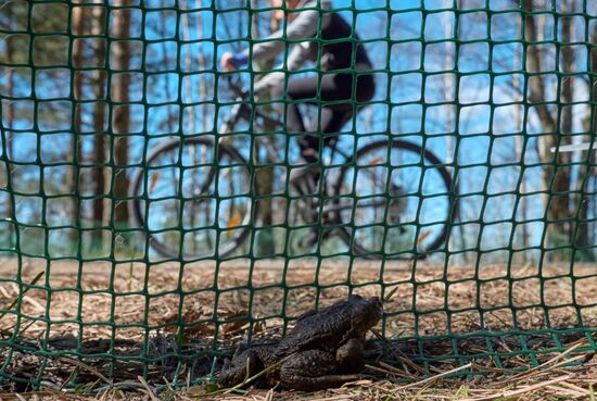 Toads rescue campaign in St. Petersburg