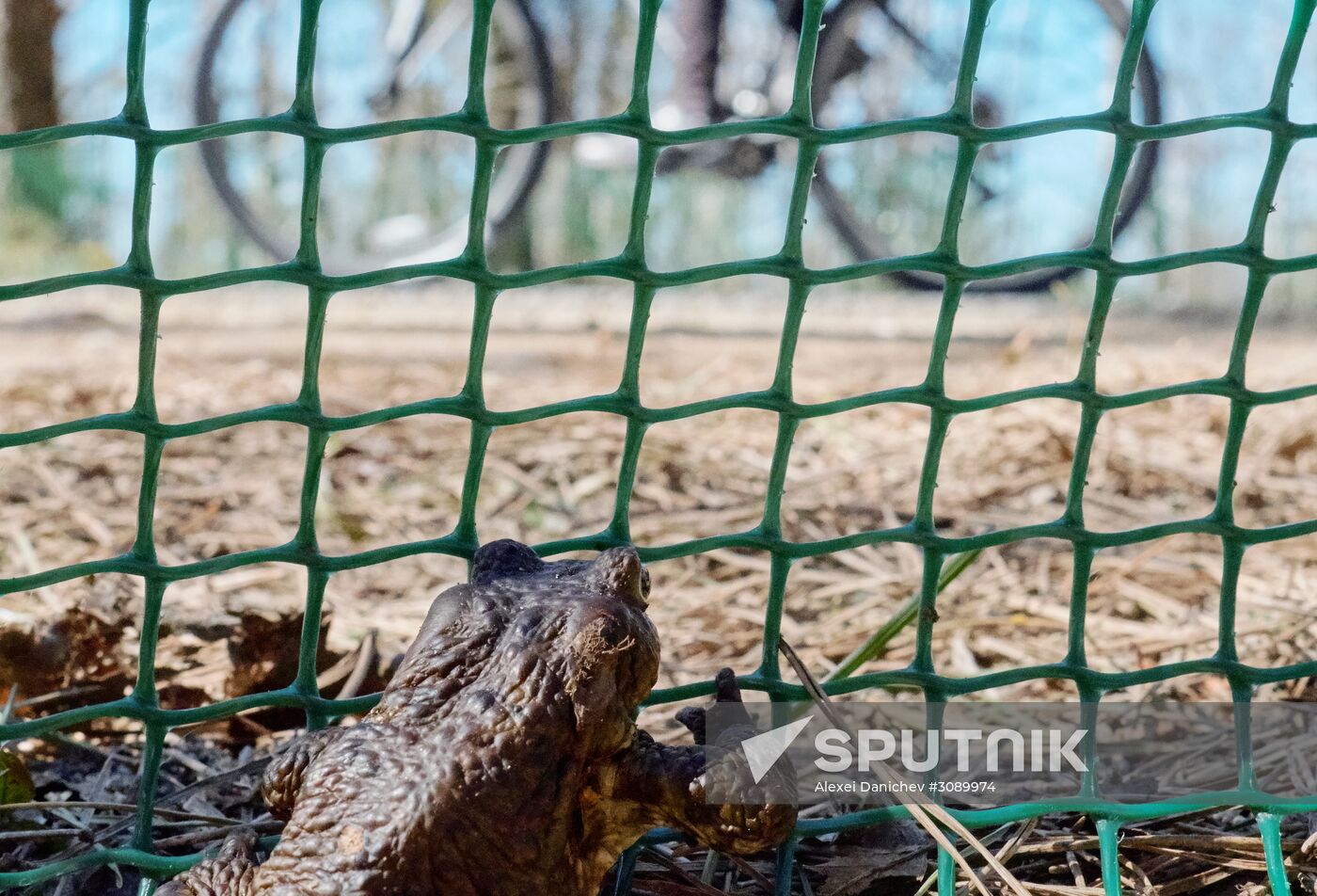 Toads rescue campaign in St. Petersburg