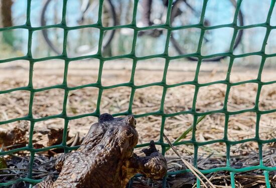Toads rescue campaign in St. Petersburg