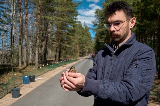 Toads rescue campaign in St. Petersburg
