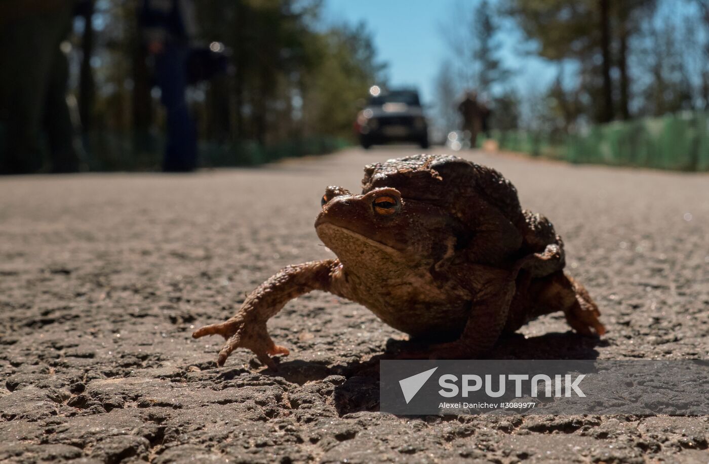 Toads rescue campaign in St. Petersburg