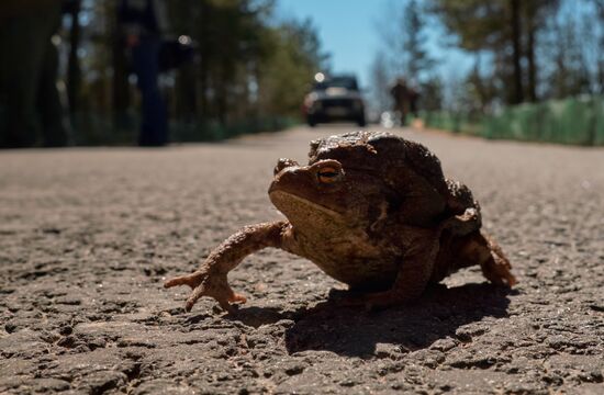 Toads rescue campaign in St. Petersburg
