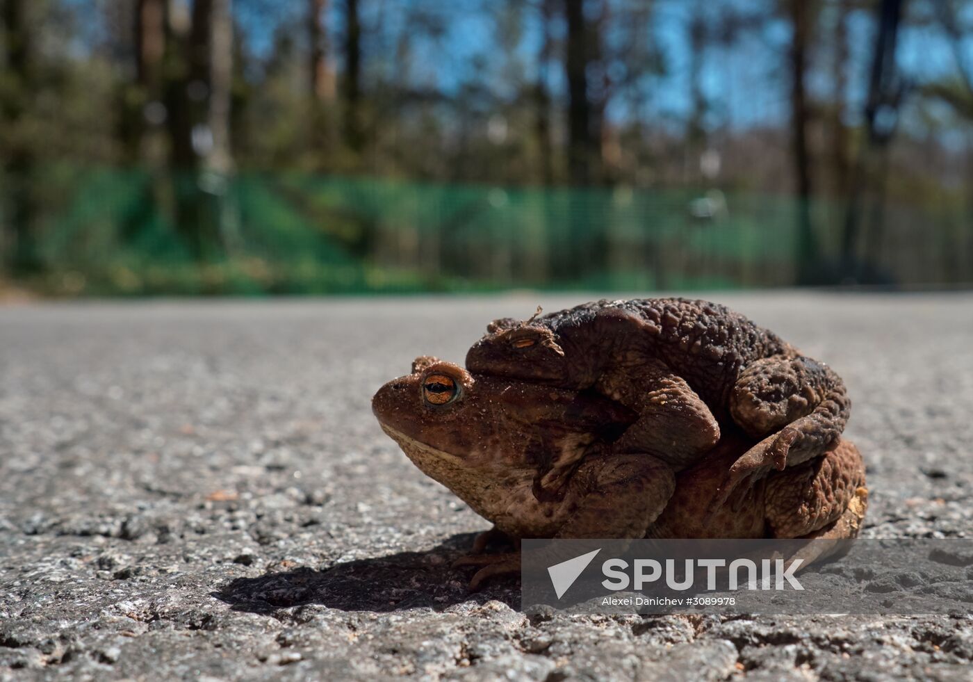 Toads rescue campaign in St. Petersburg
