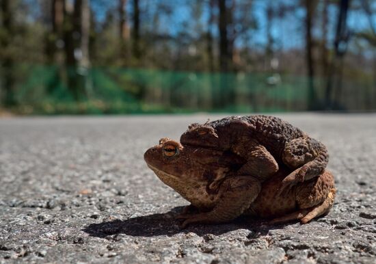 Toads rescue campaign in St. Petersburg