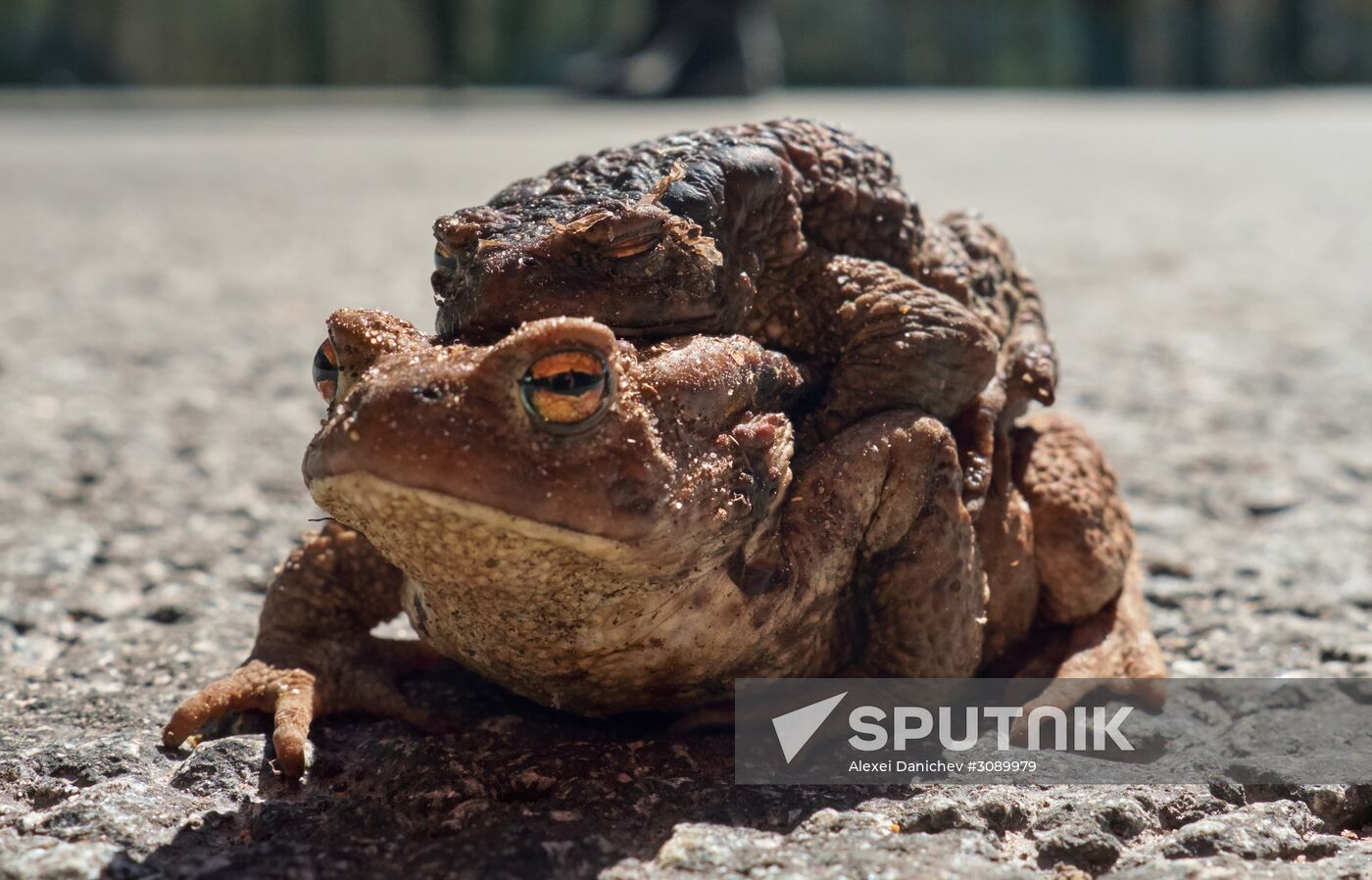 Toads rescue campaign in St. Petersburg