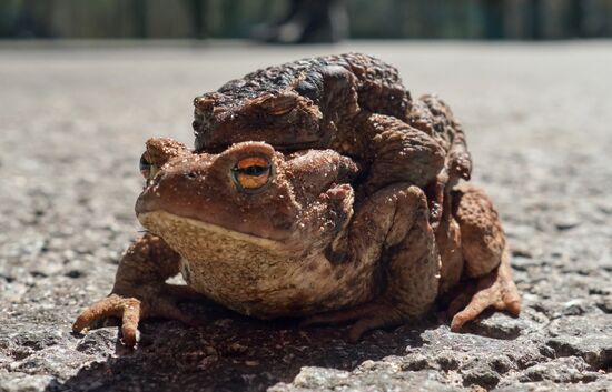 Toads rescue campaign in St. Petersburg