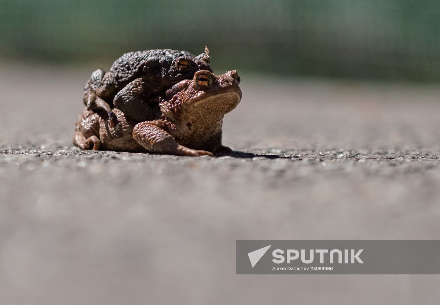 Toads rescue campaign in St. Petersburg