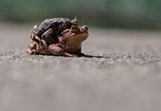 Toads rescue campaign in St. Petersburg