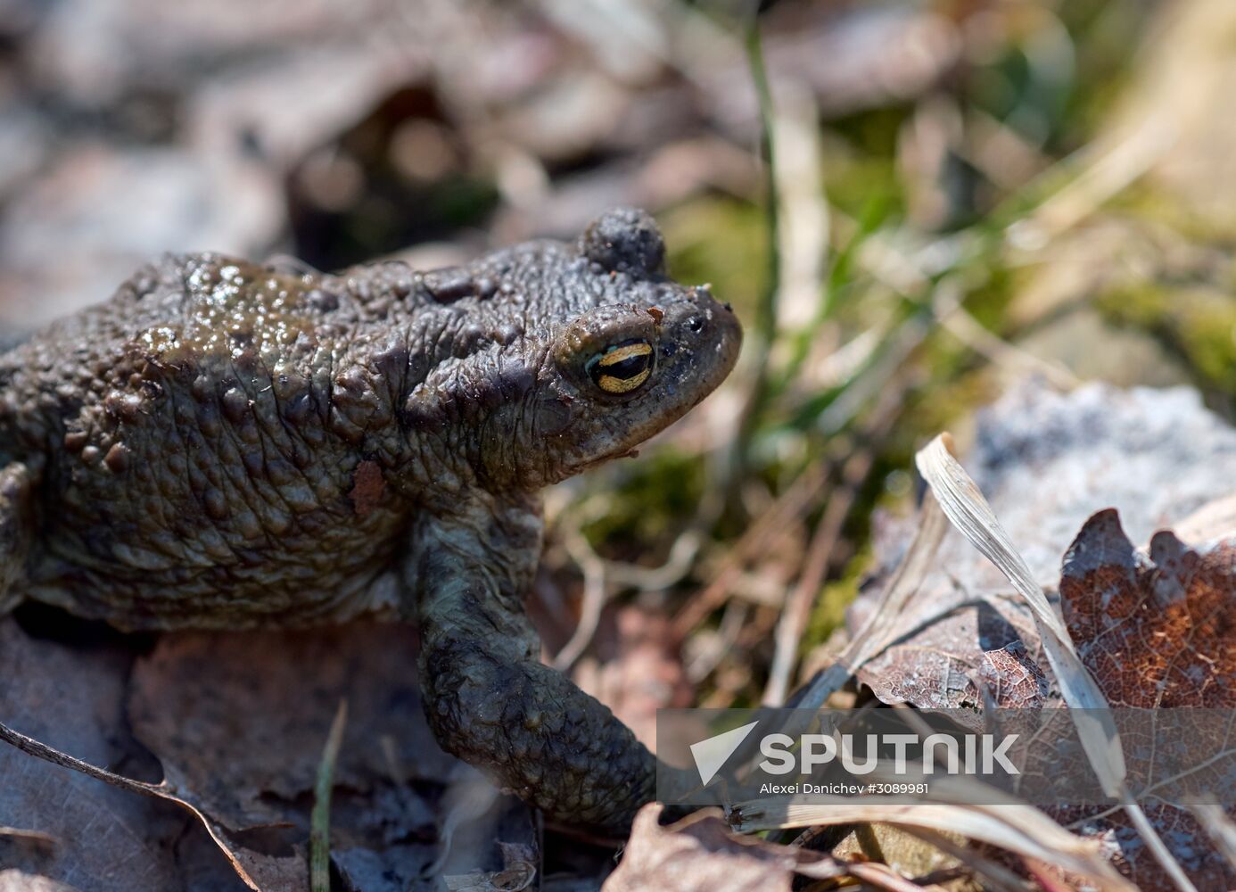 Toads rescue campaign in St. Petersburg