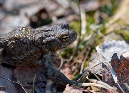 Toads rescue campaign in St. Petersburg