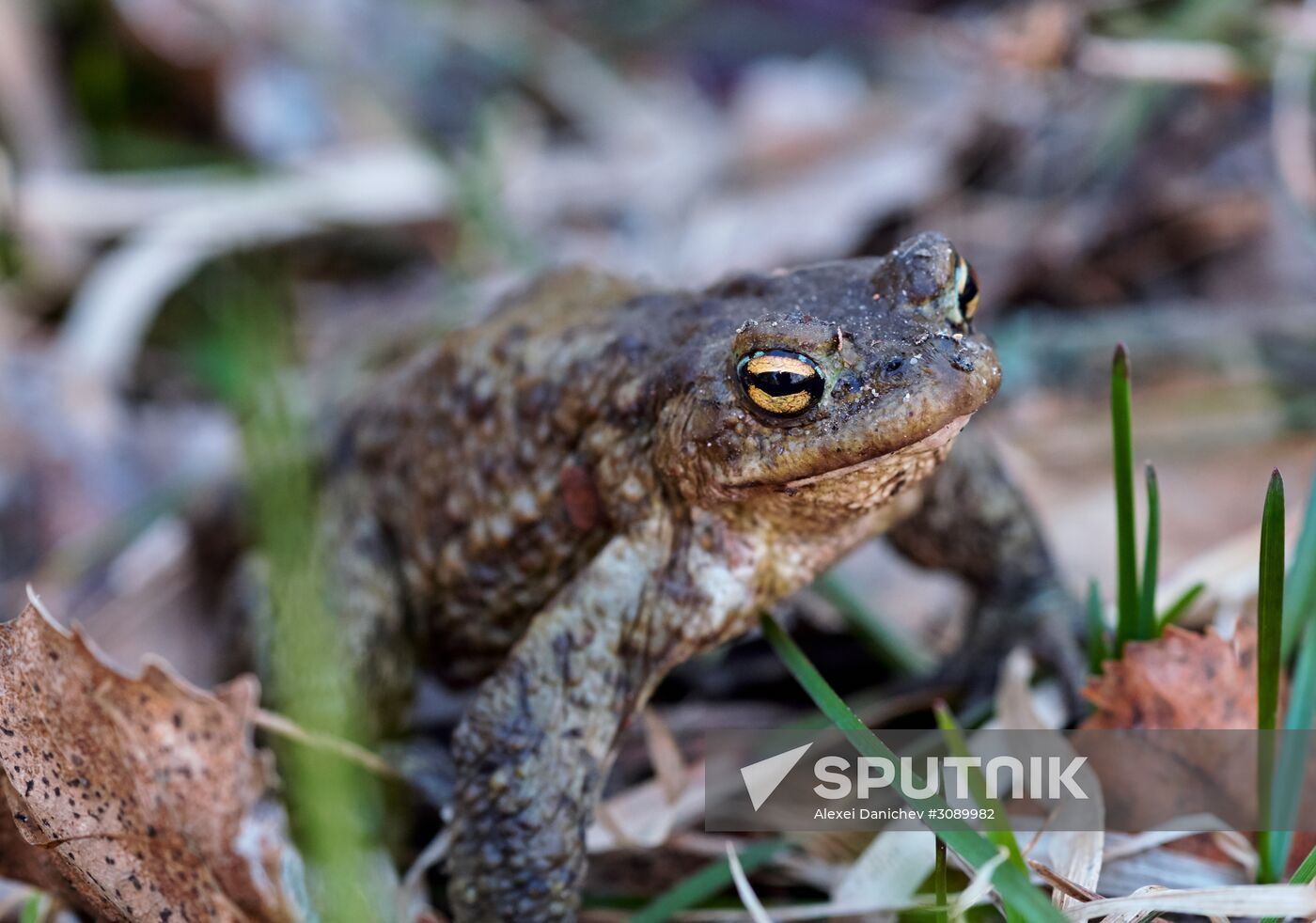 Toads rescue campaign in St. Petersburg