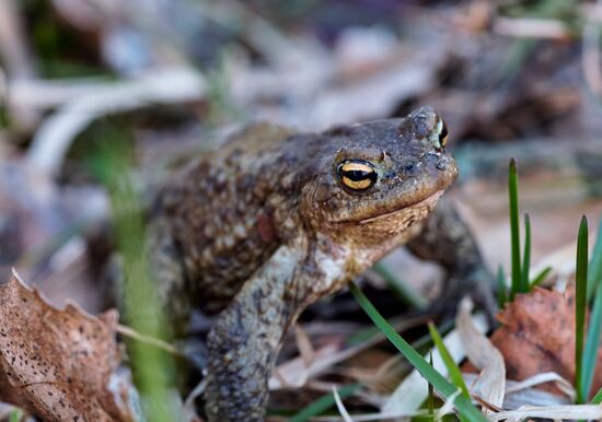 Toads rescue campaign in St. Petersburg
