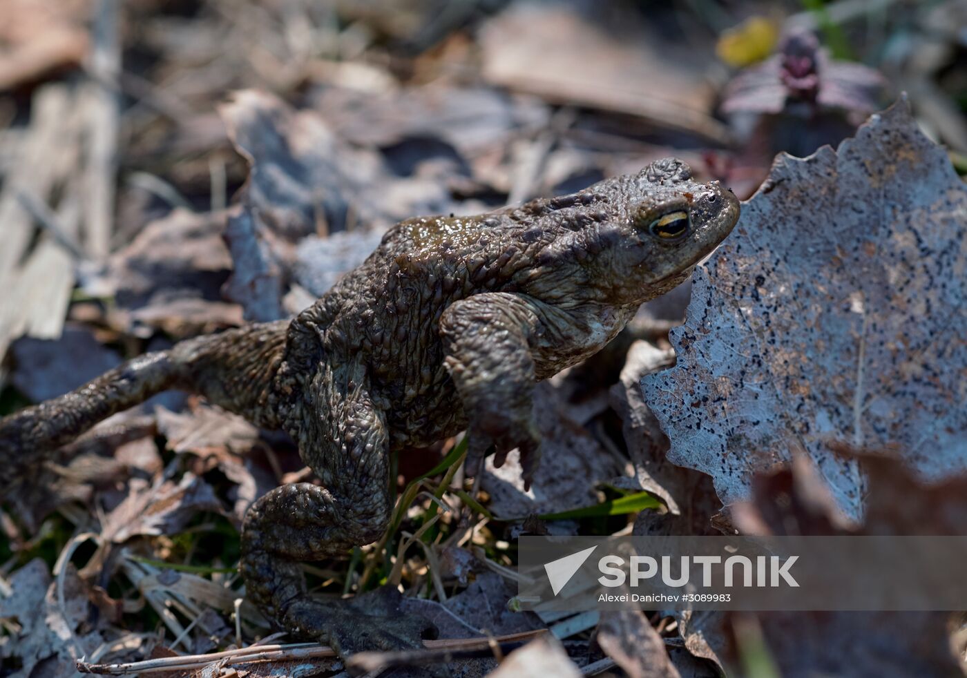 Toads rescue campaign in St. Petersburg