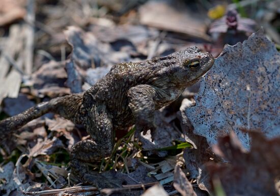 Toads rescue campaign in St. Petersburg