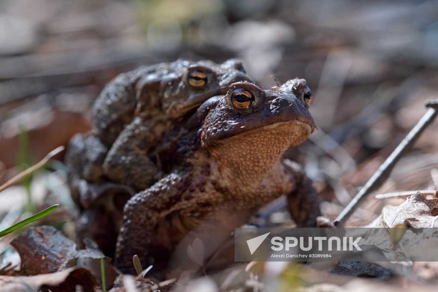 Toads rescue campaign in St. Petersburg