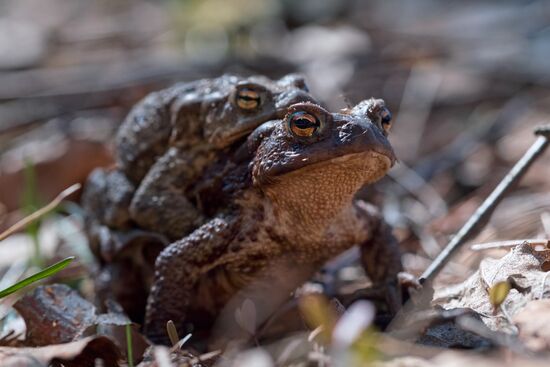 Toads rescue campaign in St. Petersburg