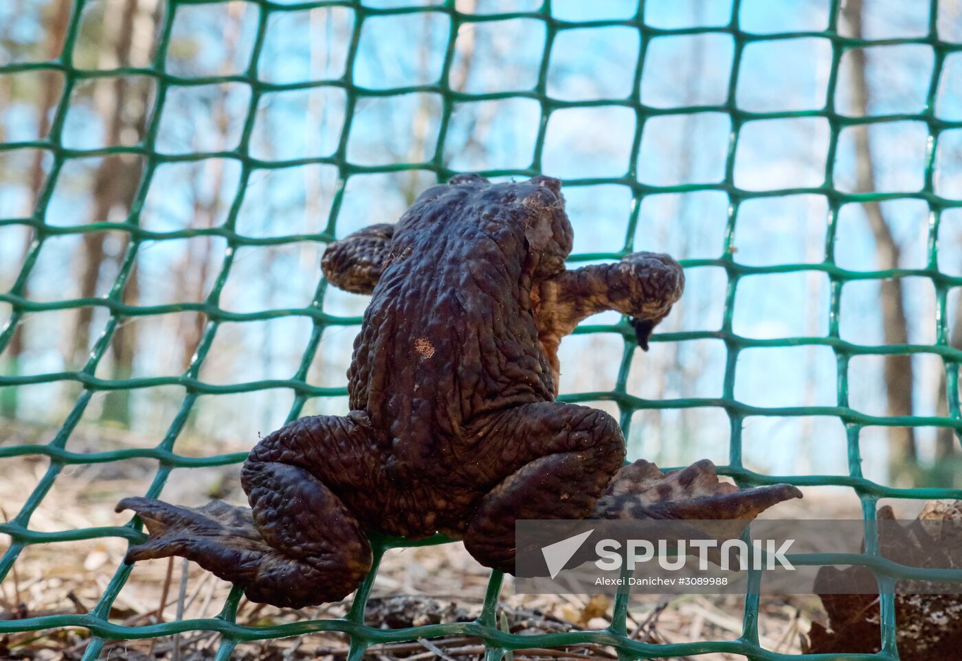 Toads rescue campaign in St. Petersburg