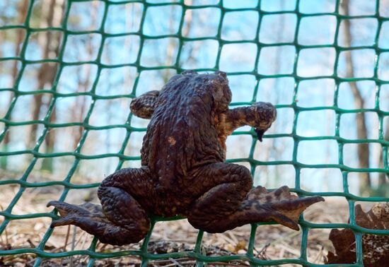Toads rescue campaign in St. Petersburg