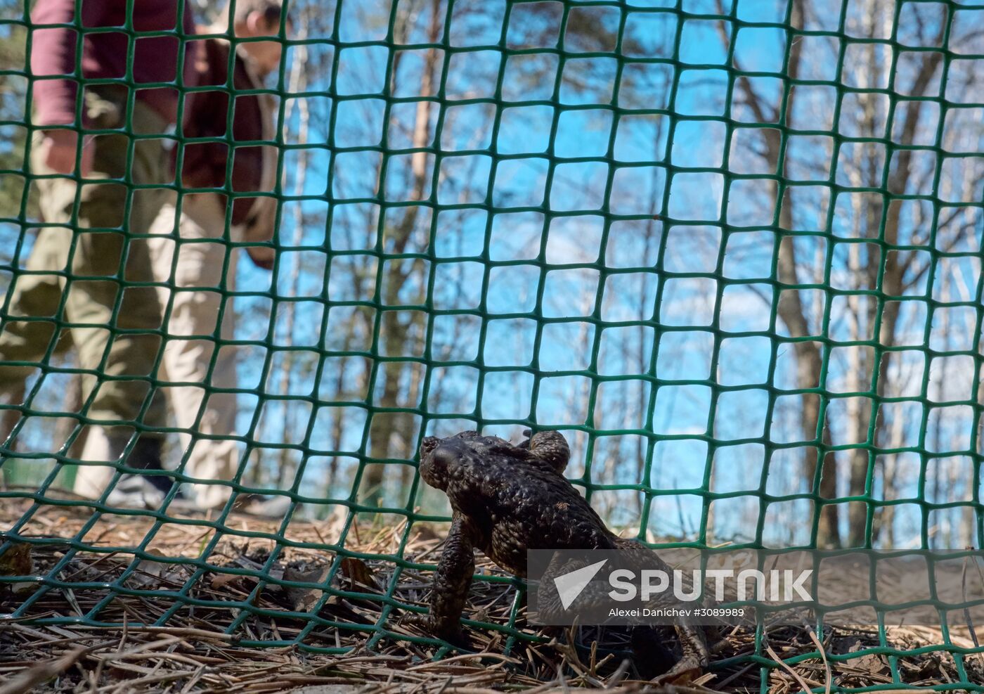 Toads rescue campaign in St. Petersburg