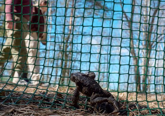 Toads rescue campaign in St. Petersburg