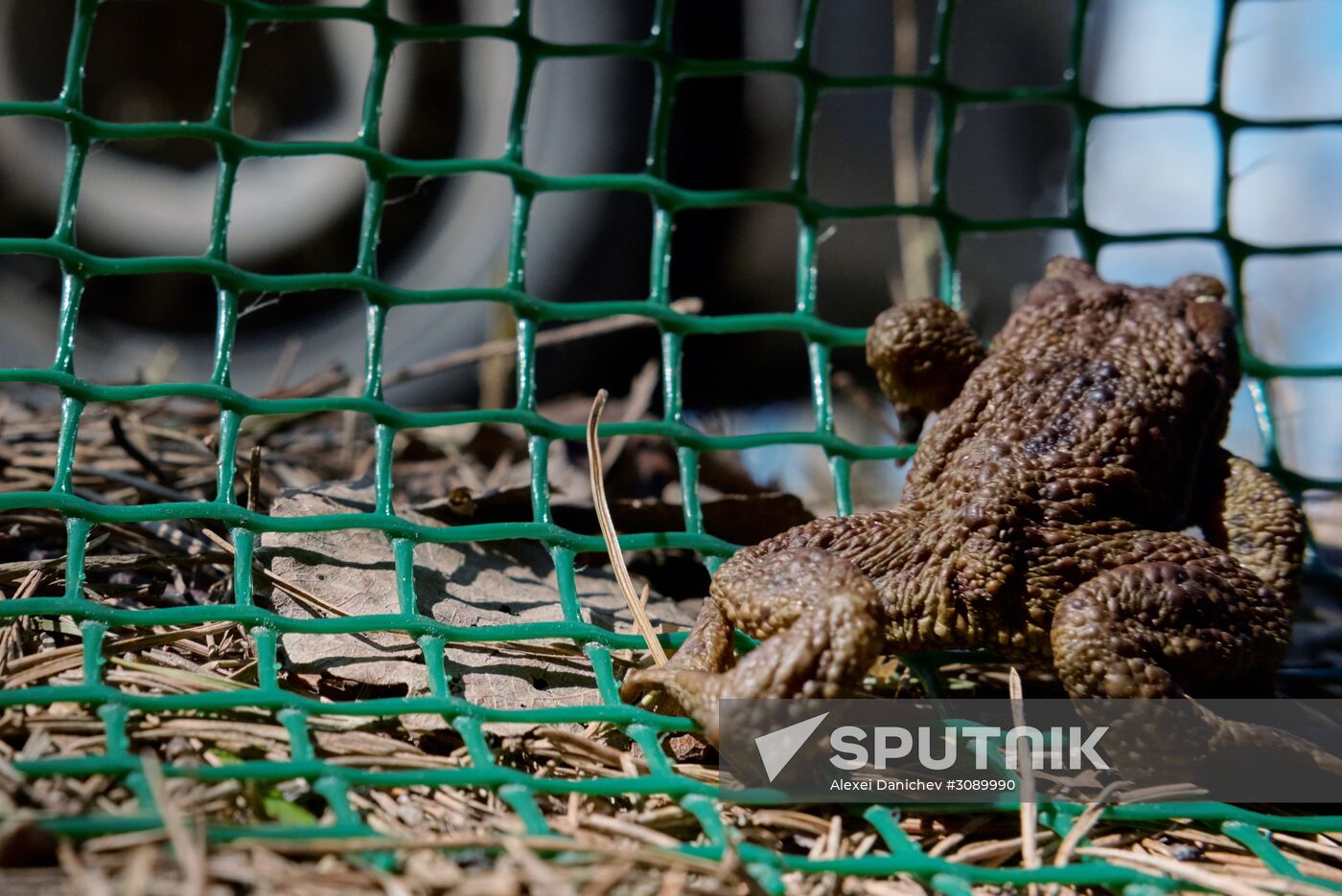 Toads rescue campaign in St. Petersburg