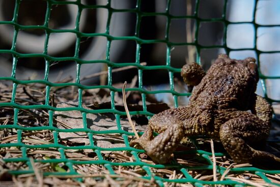 Toads rescue campaign in St. Petersburg