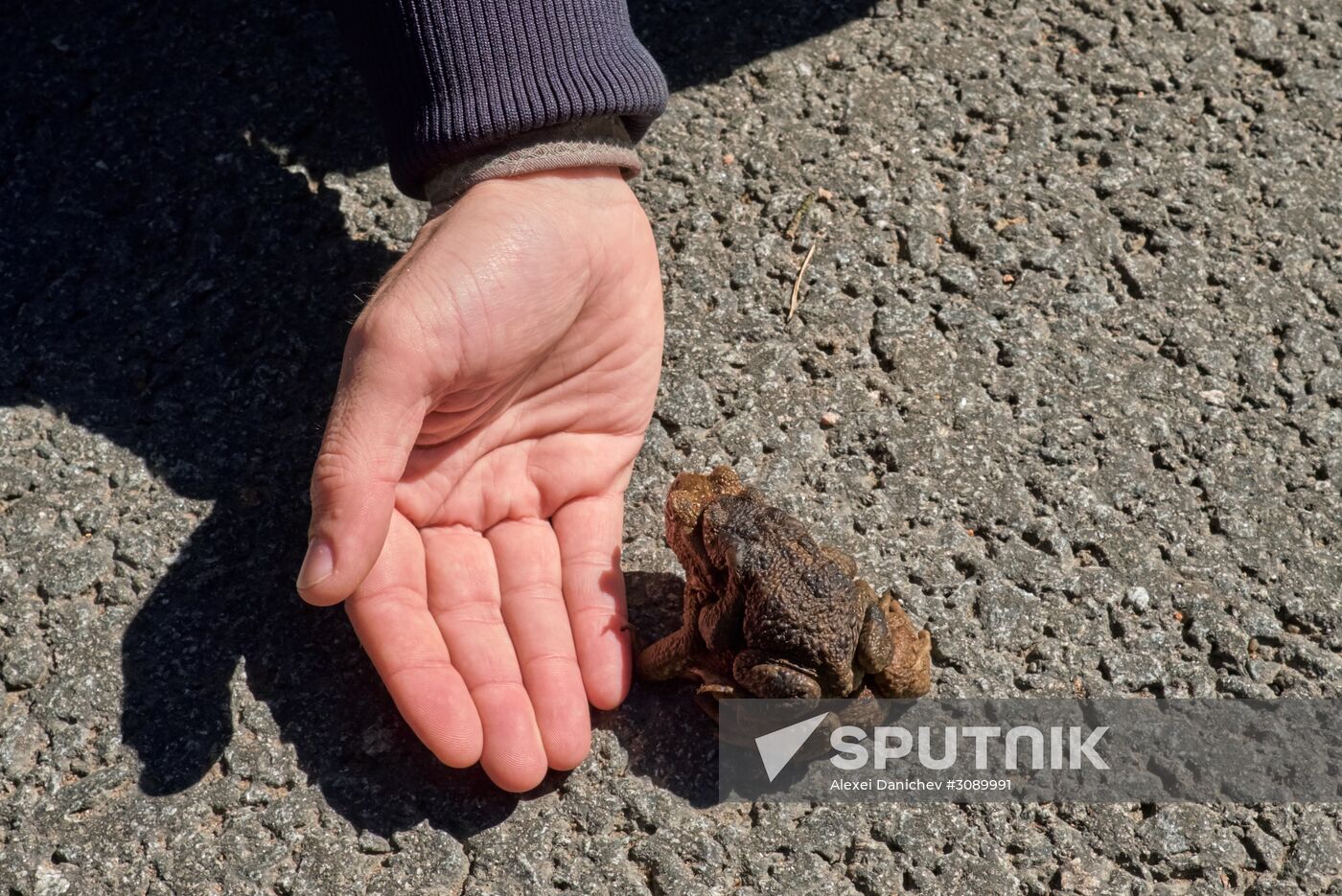 Toads rescue campaign in St. Petersburg