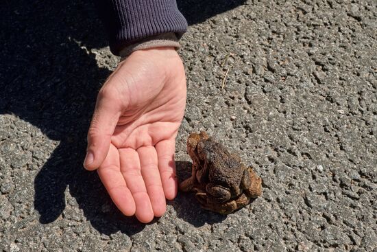 Toads rescue campaign in St. Petersburg