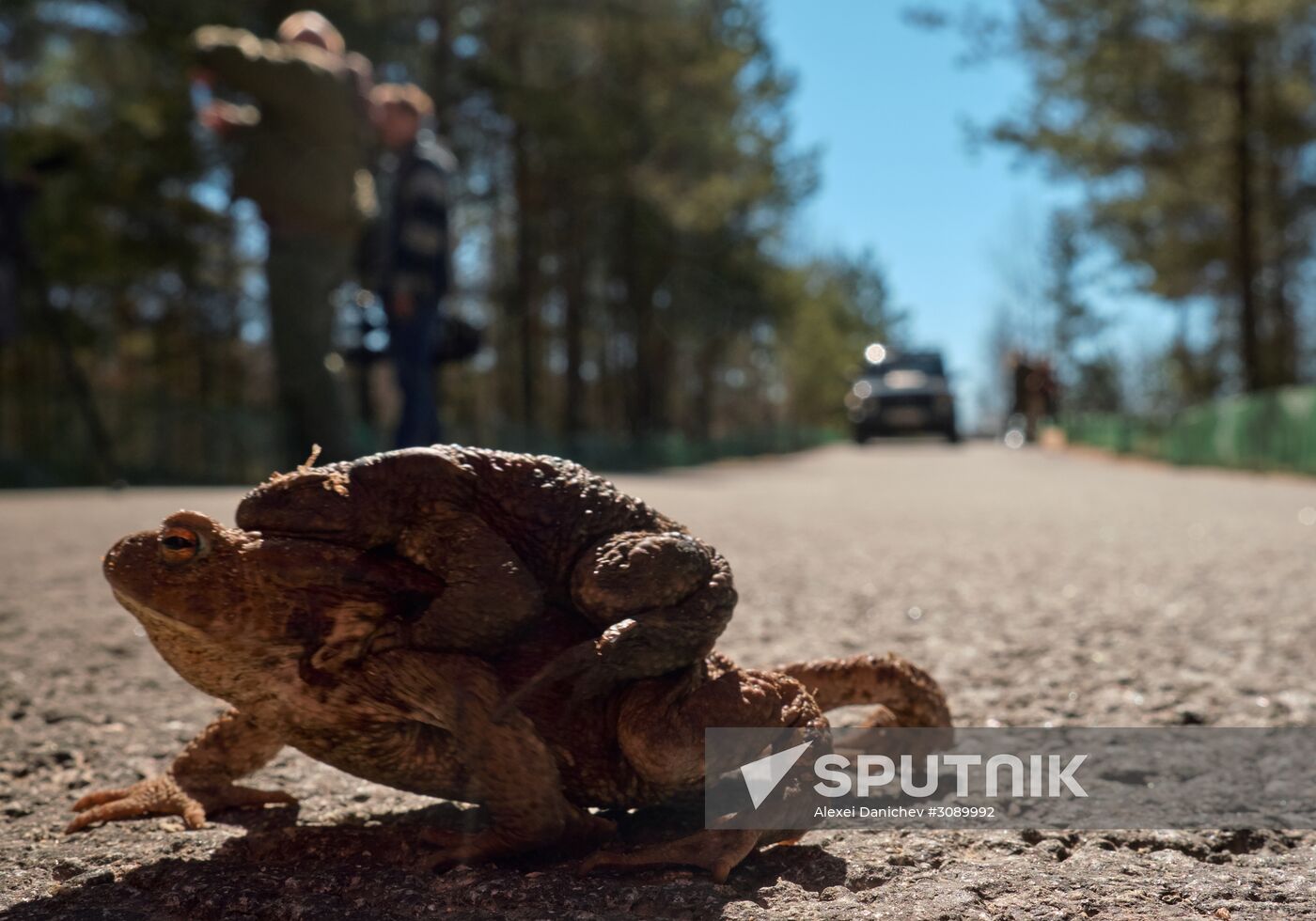 Toads rescue campaign in St. Petersburg