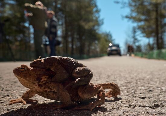 Toads rescue campaign in St. Petersburg