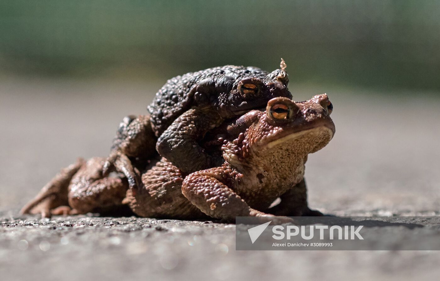 Toads rescue campaign in St. Petersburg