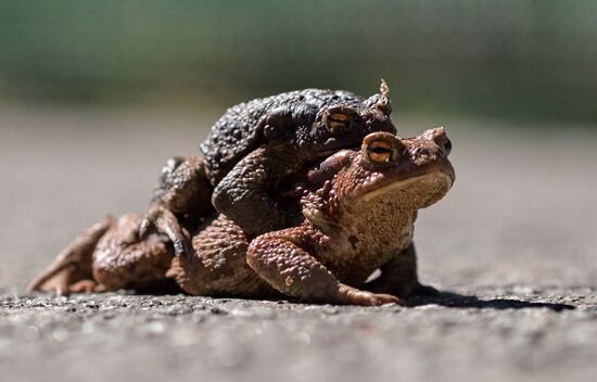 Toads rescue campaign in St. Petersburg