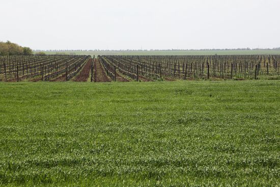Crimean vineyards