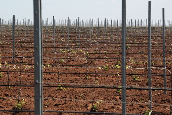 Crimean vineyards