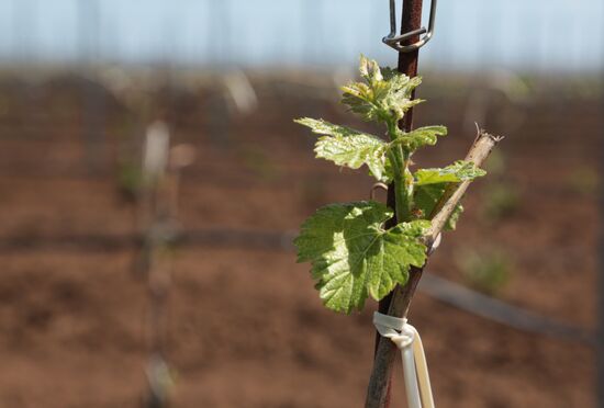 Crimean vineyards