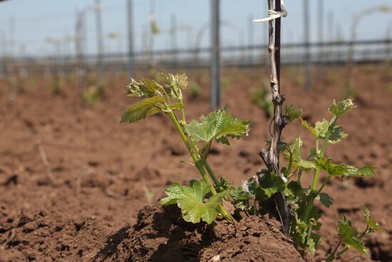 Crimean vineyards
